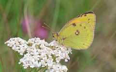 Danube Clouded Yellow