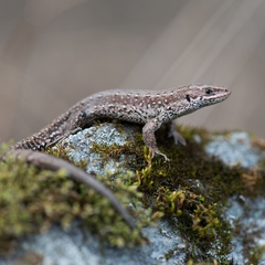 Viviparous Lizard