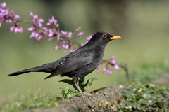 Eurasian Blackbird