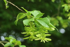 European Hornbeam