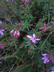 Chamaenerion colchicum
