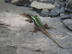 Caucasian lizard