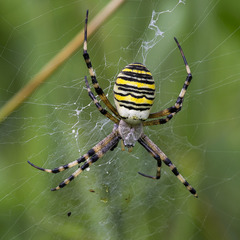 Wasp Spider