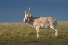 Saiga
