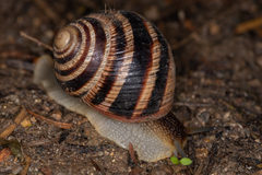 Helix albescens