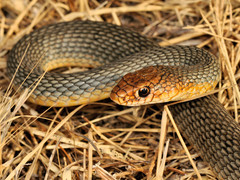 Caspian Whipsnake