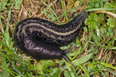 Ash-black Slug