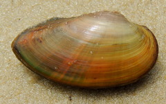 Swollen River-mussel