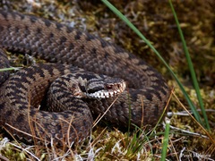 Adder