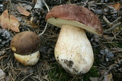 Pine Bolete