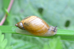 Common European Ambersnail