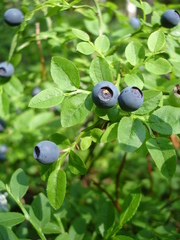 common bilberry