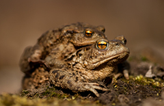 European Toad