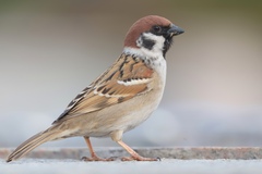 Eurasian Tree Sparrow
