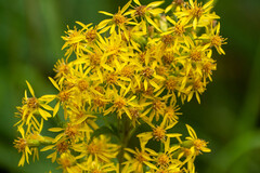 European goldenrod