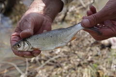 Baikal Dace