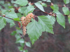 Downy Birch