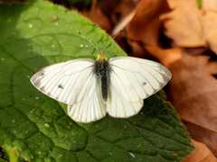 Green-veined White