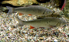 European chub