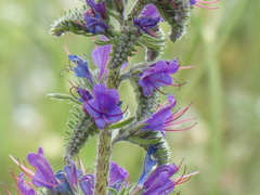viper's-bugloss