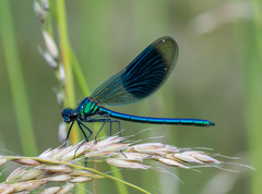Banded Demoiselle