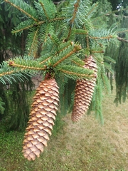 Norway spruce