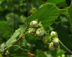 common hazel