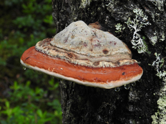 Red-banded Polypore