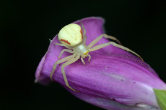 Goldenrod Crab Spider