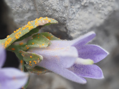 Coleosporium campanulae