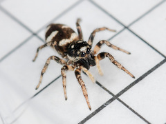 Zebra Jumping Spider