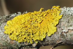 Common Sunburst Lichen