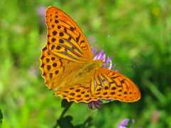 Silver-washed Fritillary