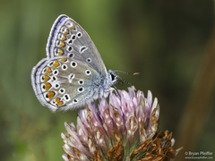 Common Blue