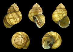 Common River-snail