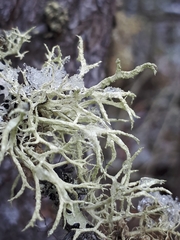 Boreal Oakmoss