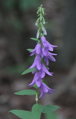 Creeping Bellflower