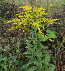 Canada goldenrod