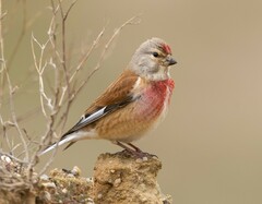 Eurasian Linnet