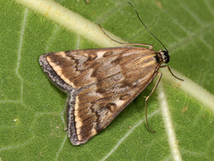 Beet Webworm Moth