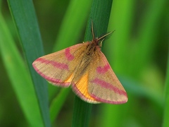 Purple-barred Yellow