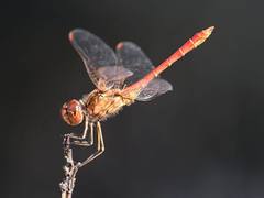Southern Darter