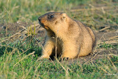 Bobak Marmot