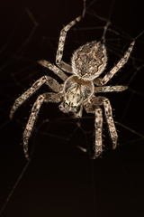 Larinioides ixobolus