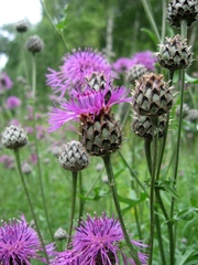 Greater Knapweed