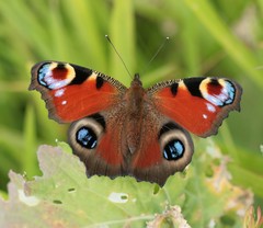 European Peacock Butterfly