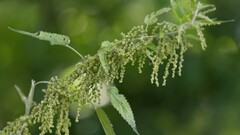 great stinging nettle