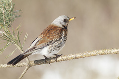 Fieldfare