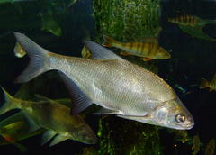 Common Bream