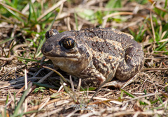 Pallas' Spadefoot